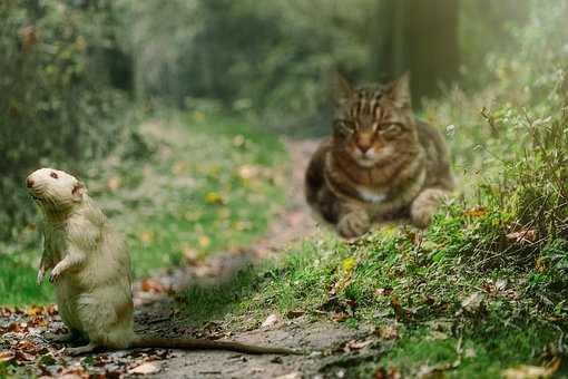 A cat catches a mouse.jpg